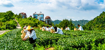 八闽山水育“地标”好茶