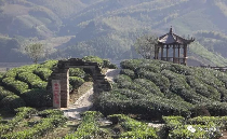 八闽山水育“地标”好茶
