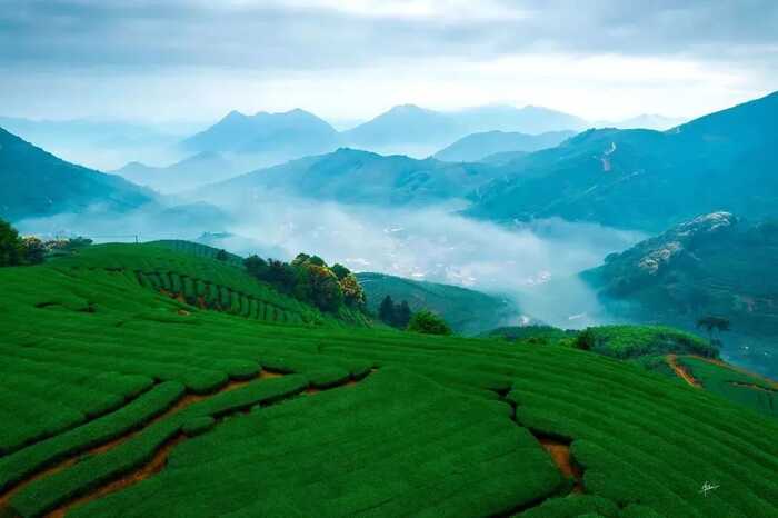 八闽山水育“地标”好茶