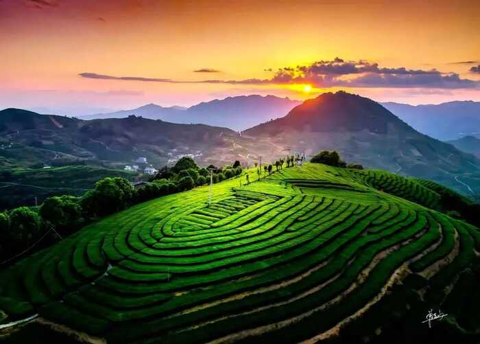 八闽山水育“地标”好茶