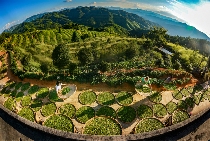 八闽山水育“地标”好茶