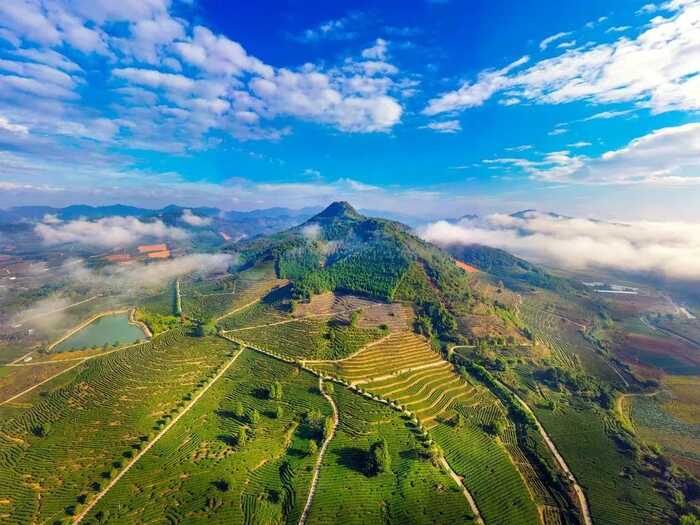 八闽山水育“地标”好茶