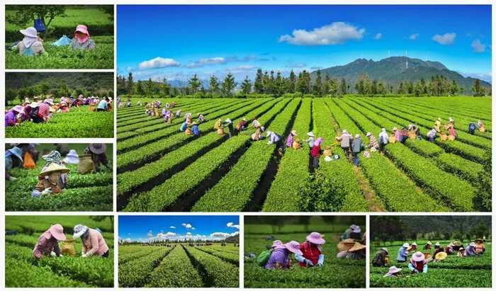 八闽山水育“地标”好茶