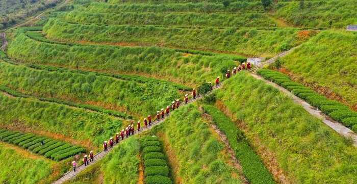八闽山水育“地标”好茶