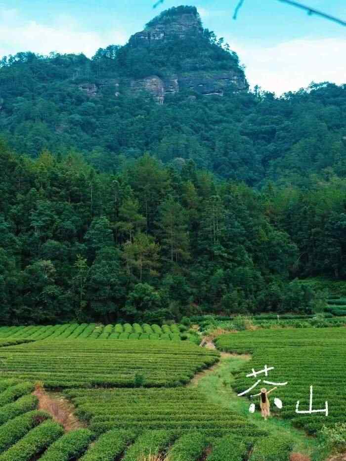 八闽山水育“地标”好茶