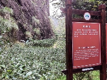 八闽山水育“地标”好茶