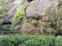 八闽山水育“地标”好茶