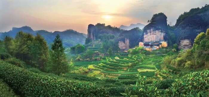 八闽山水育“地标”好茶