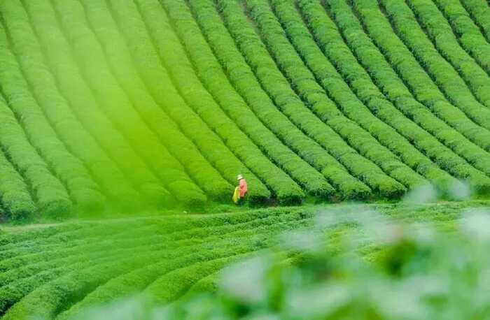 八闽山水育“地标”好茶