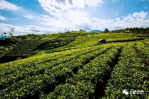 八闽山水育“地标”好茶