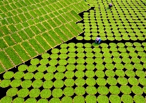 八闽山水育“地标”好茶