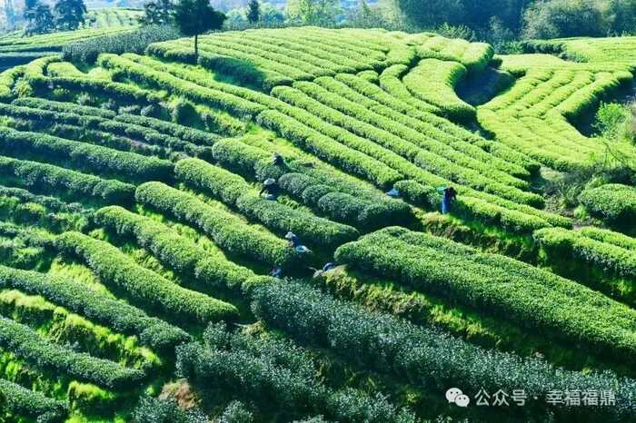 八闽山水育“地标”好茶
