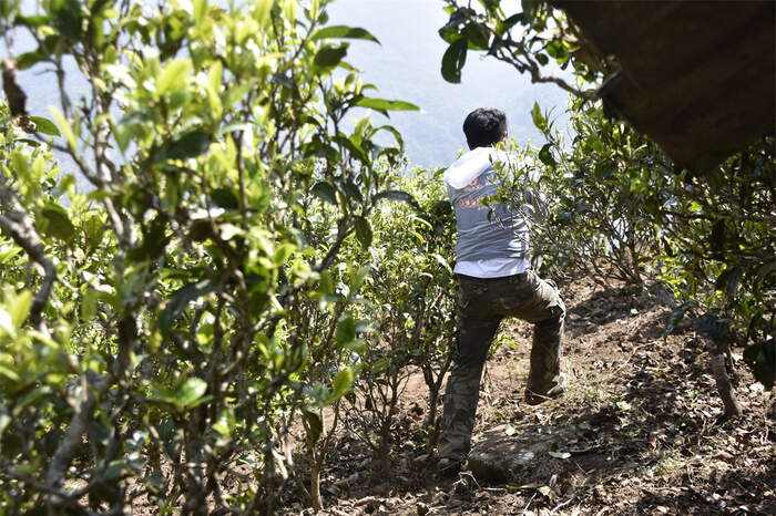 茶叶市场，逐渐适应消费降级！价格虚高且不愿降价的山头，已经被市场抛弃！