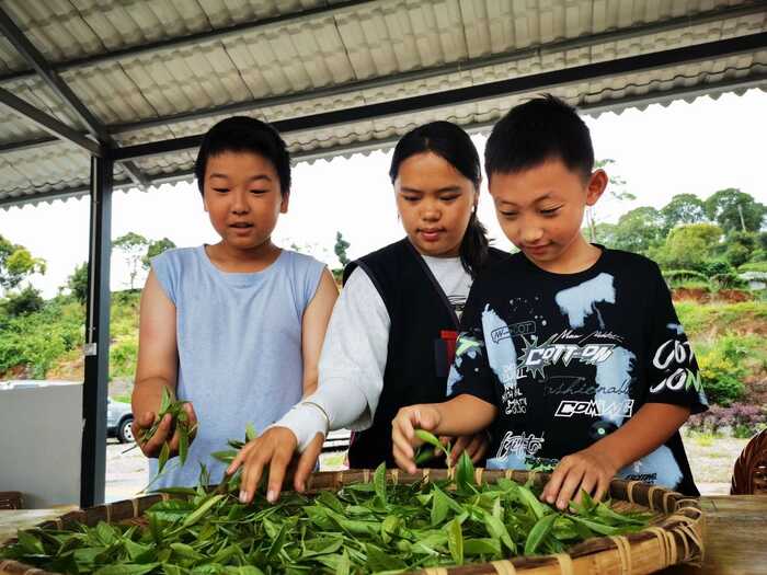 思茅区：暑期茶旅融合激活产业新动能