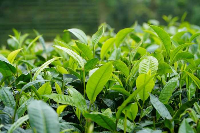 思茅区：暑期茶旅融合激活产业新动能