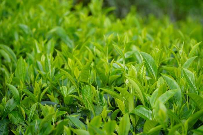 思茅区：暑期茶旅融合激活产业新动能