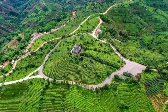 思茅区：暑期茶旅融合激活产业新动能