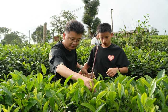 思茅区：暑期茶旅融合激活产业新动能