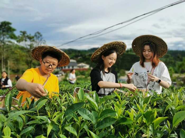 思茅区：暑期茶旅融合激活产业新动能