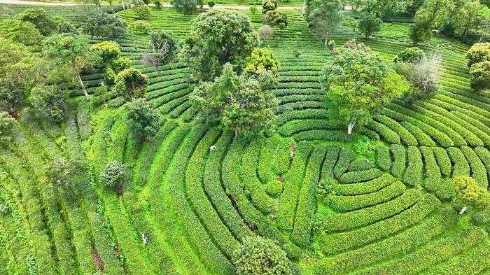 思茅区：暑期茶旅融合激活产业新动能