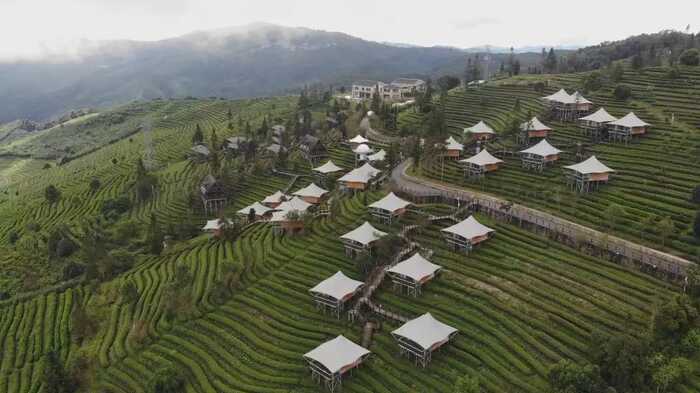 思茅区：暑期茶旅融合激活产业新动能