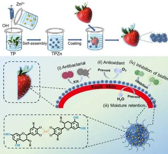 茶叶跨界新突破！茶多酚让水果“冻龄”保鲜