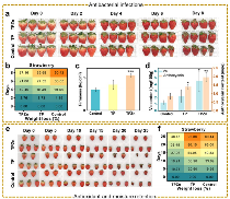 茶叶跨界新突破！茶多酚让水果“冻龄”保鲜