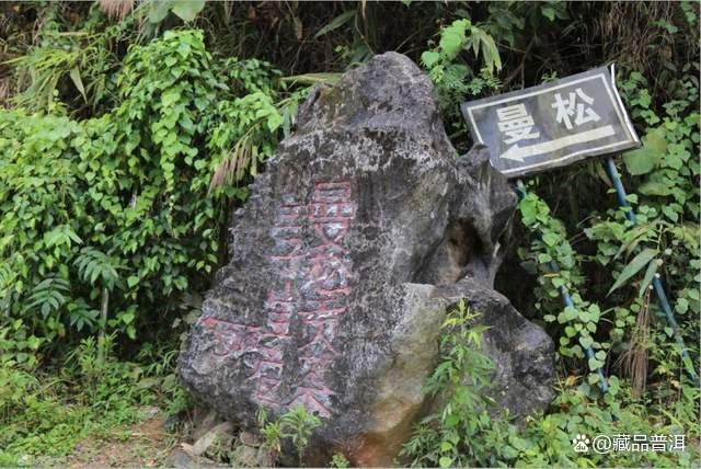 普洱茶界天花板曼松贡茶：皇家贡茶的独特口感与不足