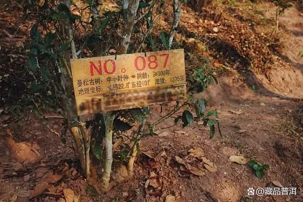 普洱茶界天花板曼松贡茶：皇家贡茶的独特口感与不足