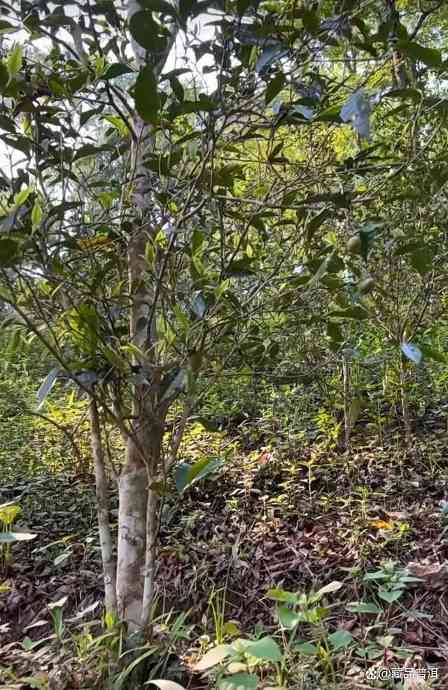 普洱茶界天花板曼松贡茶：皇家贡茶的独特口感与不足