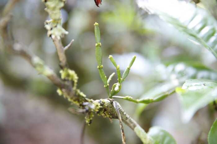 下关云瑞景迈 一叶千年，双生奇韵