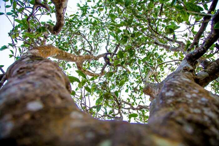 2025·下关归臻 锡纸裹霞岚，归臻蕴茶山