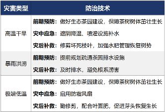 极端天气成地球新常态！暴雨高温下，茶行业如何应对？