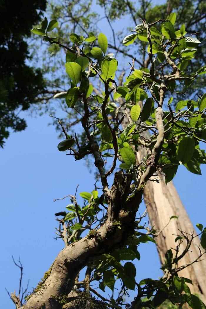 下关云瑞景迈 一叶千年，双生奇韵