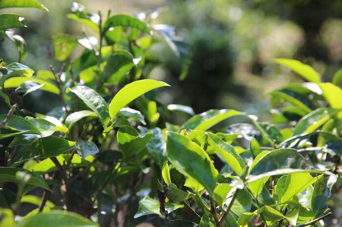 下关云瑞景迈 一叶千年，双生奇韵