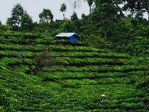 2025中国普洱茶大会启幕在即：探秘的生态密码与产业新篇