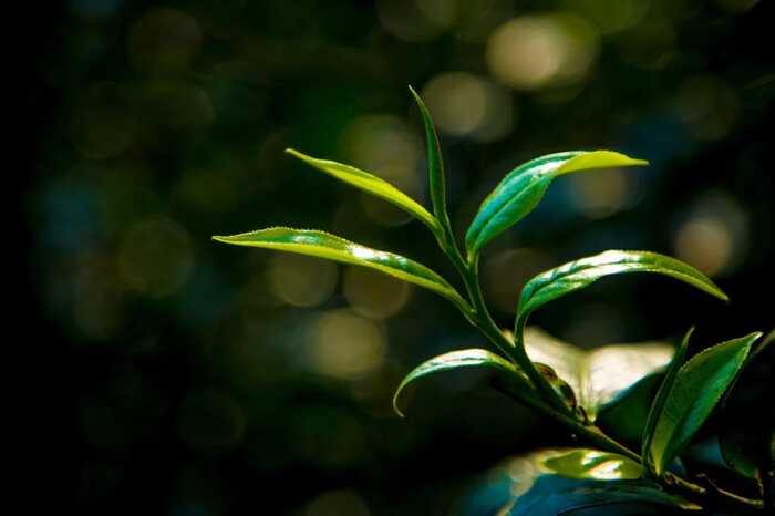 2025·下关归臻 锡纸裹霞岚，归臻蕴茶山