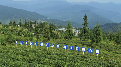 五大举措！助力这个茶产业项目完美“收官”