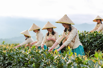 美丽中国茶松溪：九龙问鼎 白茶飘香