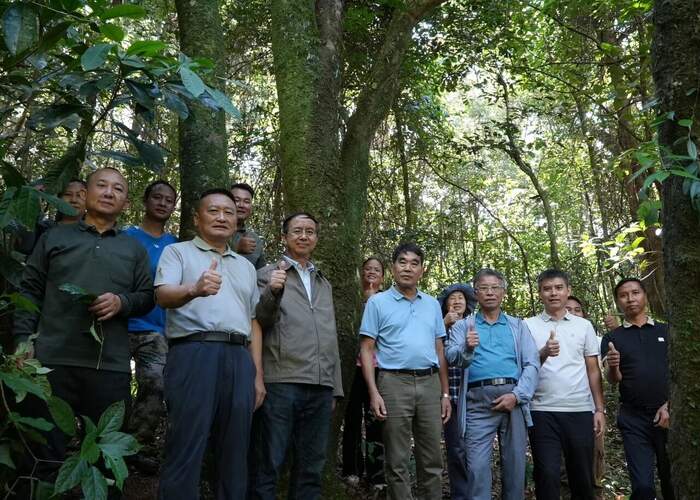 西盟佤山惊现一片古茶园 见证古茶文化历史