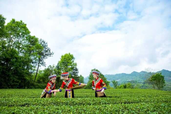 中国主导！《绿茶 术语》国际标准修订发布