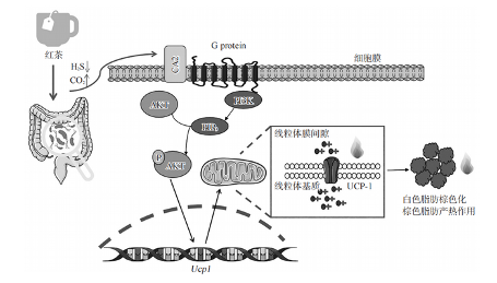 红茶健康功效及其作用机制研究进展