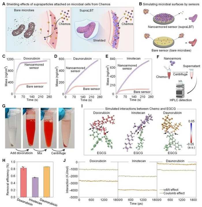 川大郭俊凌/川农杜晓教授ACS Nano：新一代多酚盔甲益生菌重建免疫-肿瘤-微生物组轴强化肿瘤化疗效果
