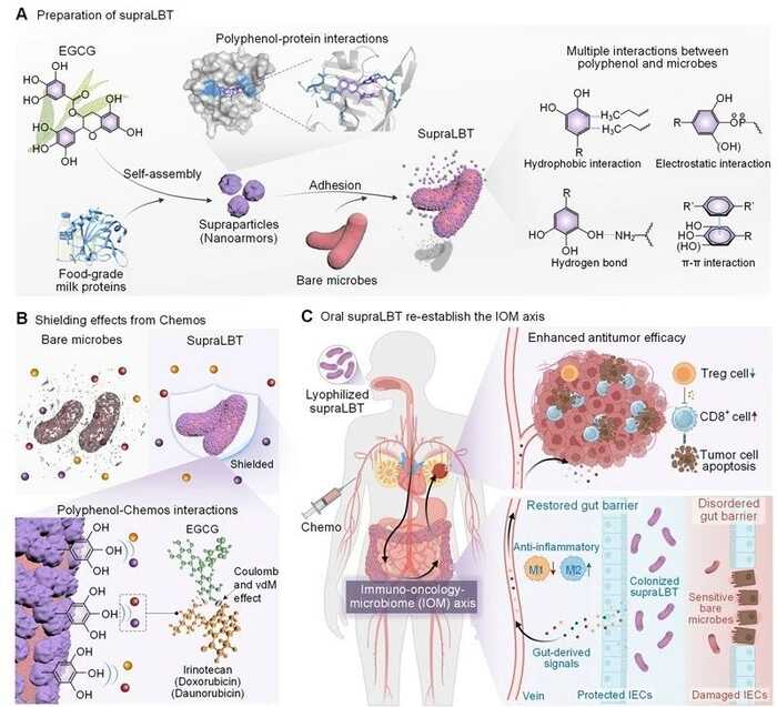 川大郭俊凌/川农杜晓教授ACS Nano：新一代多酚盔甲益生菌重建免疫-肿瘤-微生物组轴强化肿瘤化疗效果