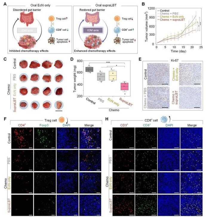 川大郭俊凌/川农杜晓教授ACS Nano：新一代多酚盔甲益生菌重建免疫-肿瘤-微生物组轴强化肿瘤化疗效果