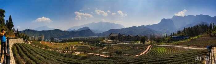 四川雅安：一杯“千年绿”茶