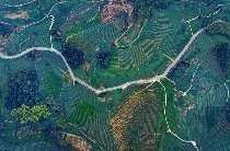 又一国际茶盛会，将在乐山举行