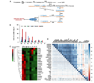 华农大茶学bpq团队论文成果之二