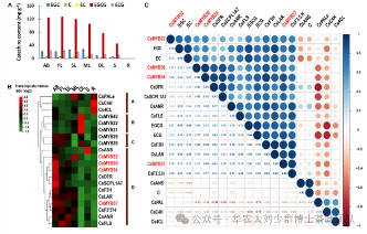 华农大茶学bpq团队论文成果之二