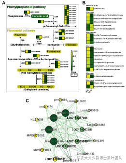 华农大茶学bpq团队论文成果之二